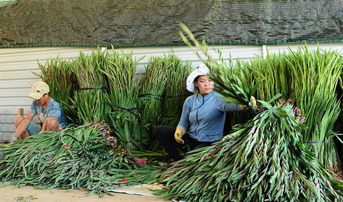 Nhà vườn Đà Lạt trúng lớn vụ hoa Rằm tháng Giêng - ảnh 1