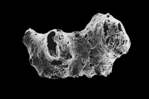 Đây là tổ tiên của tất cả con người trên Trái Đất - ảnh 1