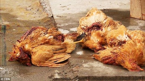 Hàng trăm con gà, vịt bị hút máu bí ẩn - ảnh 1