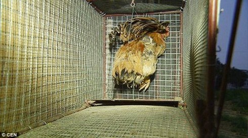 Hàng trăm con gà, vịt bị hút máu bí ẩn - ảnh 3