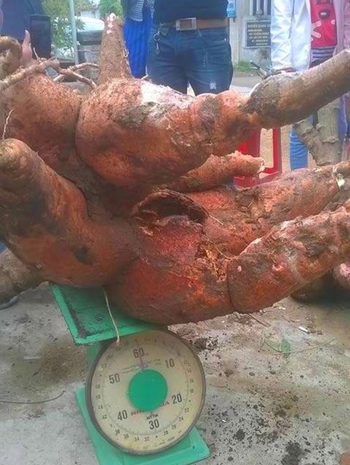 Bụi sắn