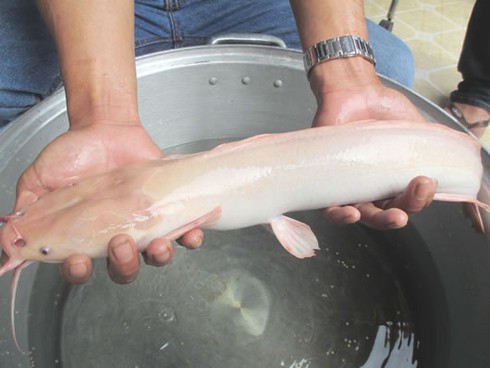 Cá trê “bạch tạng” - ảnh 1