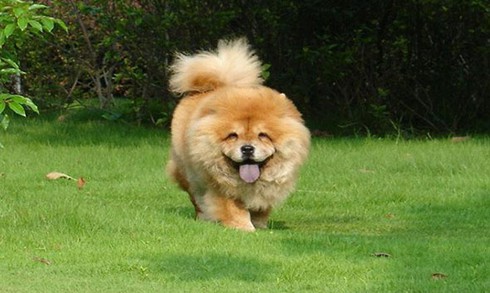 Loài chó dữ dằn trong bộ dạng rất đáng yêu - ảnh 2