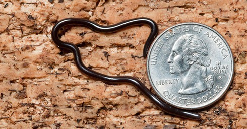 Loài rắn siêu tí hon ở Việt Nam - ảnh 1