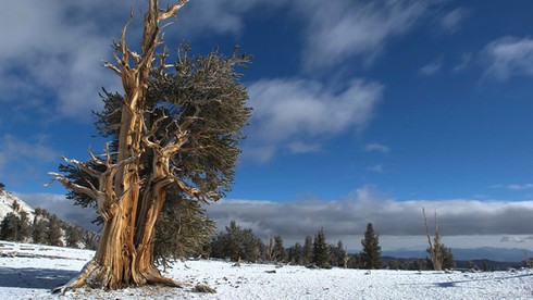 Điểm danh các sinh vật gần như