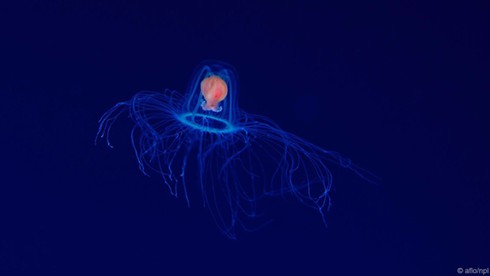 Điểm danh các sinh vật gần như