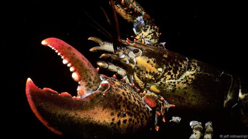 Điểm danh các sinh vật gần như