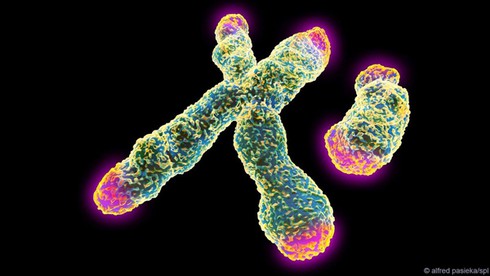 Điểm danh các sinh vật gần như