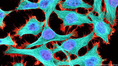 Điểm danh các sinh vật gần như