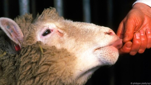 Điểm danh các sinh vật gần như