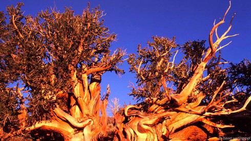 Điểm danh các sinh vật gần như