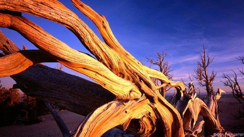 Điểm danh các sinh vật gần như