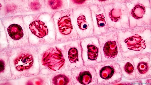 Điểm danh các sinh vật gần như