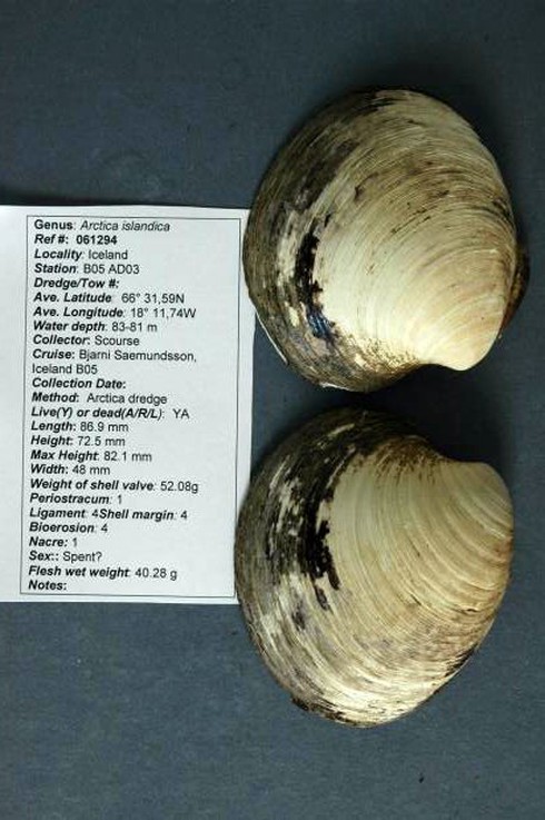 Điểm danh các sinh vật gần như