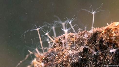 Điểm danh các sinh vật gần như