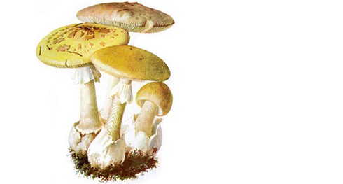 10 loại nấm độc nguy hiểm nhất thế giới - ảnh 10