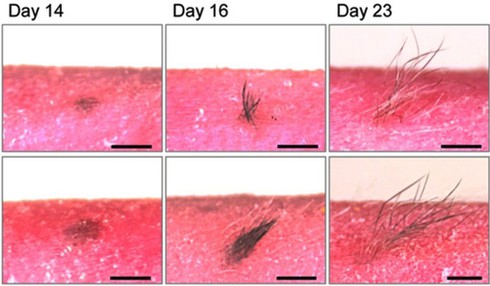 Da nhân tạo mọc lông và có tuyến mồ hôi - ảnh 2