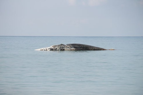 Phát hiện xác cá Voi nặng trên 10 tấn ở Bình Thuận - ảnh 1