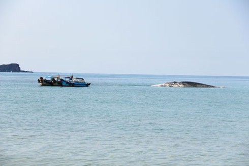 Phát hiện xác cá Voi nặng trên 10 tấn ở Bình Thuận - ảnh 2