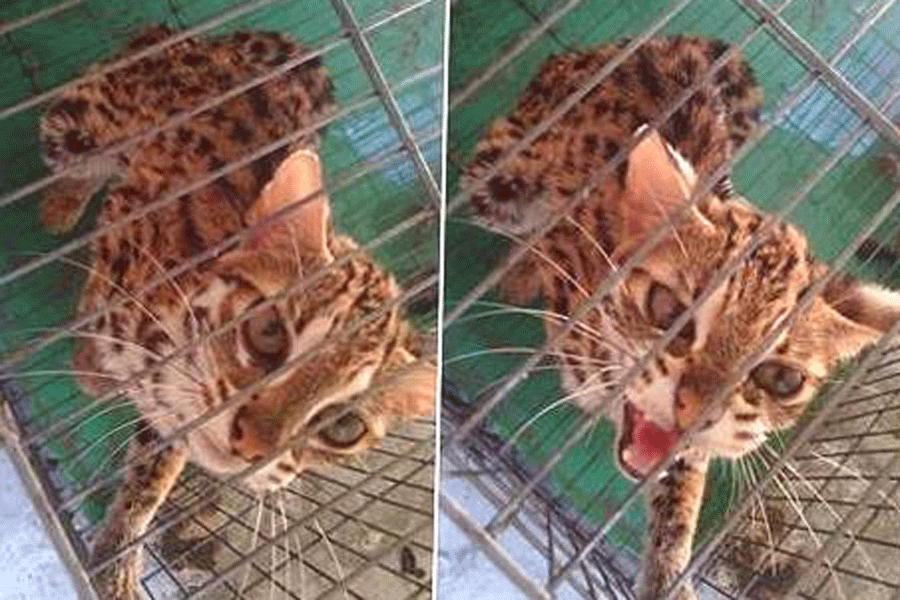Mèo rừng quý hiếm nằm trong sách đỏ bị rao bán trên facebook - ảnh 1