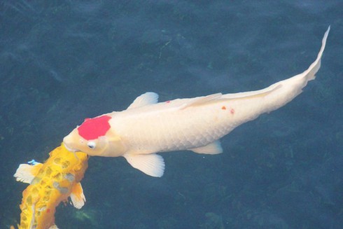Bình Định: Mua thêm 300 con cá Koi giống về thả nuôi - ảnh 1