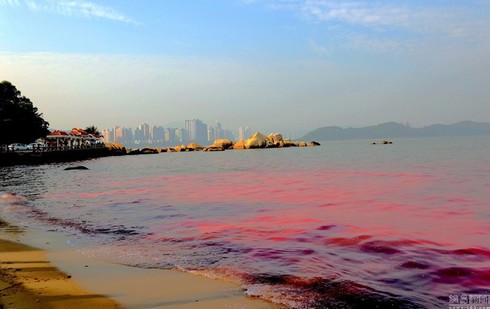 Thủy triều đỏ là gì, đã từng có ở Việt Nam chưa? - ảnh 1