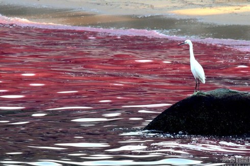 Thủy triều đỏ là gì, đã từng có ở Việt Nam chưa? - ảnh 2