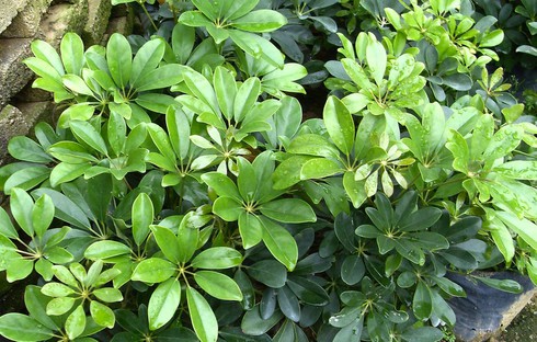 3 loài cây giúp hấp thu khí độc trong nhà - ảnh 2