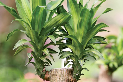 3 loài cây giúp hấp thu khí độc trong nhà - ảnh 1