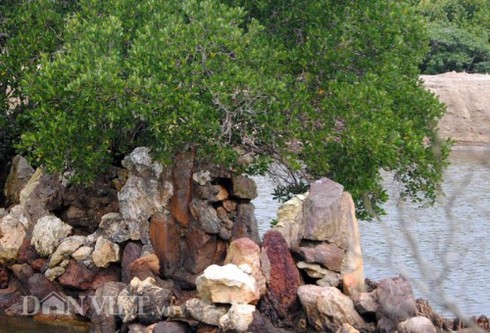 Cây cóc hồng quý hiếm tiền tỷ không mua được! - ảnh 5