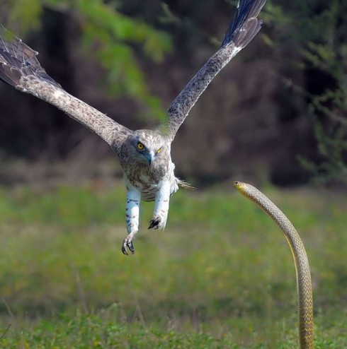 Đại bàng thất thế sau