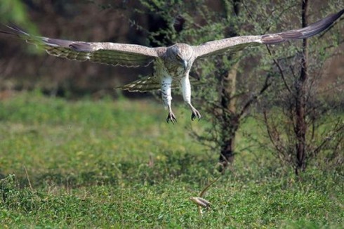 Đại bàng thất thế sau