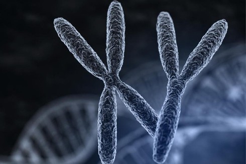 Virus thượng cổ có thể làm tăng tỷ lệ sinh con trai - ảnh 1