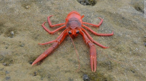 Hàng ngàn con cua đỏ tràn lên bờ biển Mỹ - ảnh 1