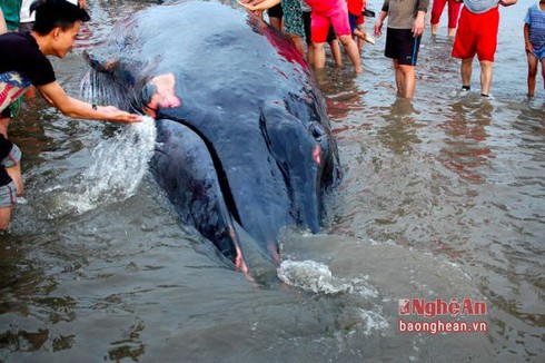 Cá voi khổng lồ hơn 10 tấn mắc kẹt ở biển Nghệ An - ảnh 4
