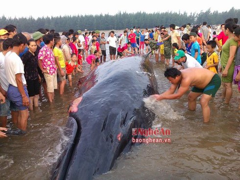 Cá voi khổng lồ hơn 10 tấn mắc kẹt ở biển Nghệ An - ảnh 5