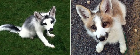 7 loài cáo đẹp nhất thế giới - ảnh 10