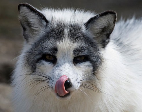 7 loài cáo đẹp nhất thế giới - ảnh 11