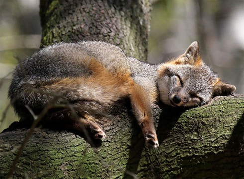 7 loài cáo đẹp nhất thế giới - ảnh 12