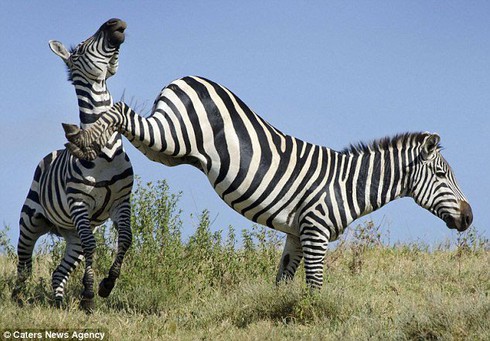 Tại sao ngựa vằn bị coi là