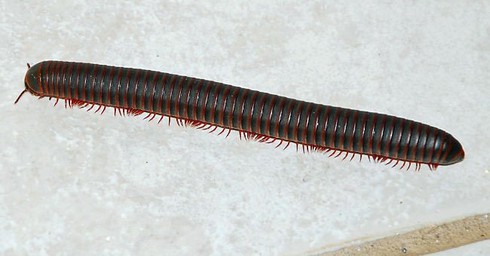 Loài vật nào nhiều chân nhất? - ảnh 2