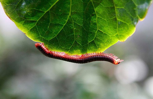 Loài vật nào nhiều chân nhất? - ảnh 3