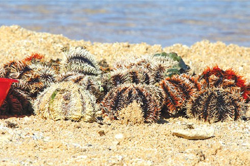 Nhum biển Phú Quý - ảnh 1