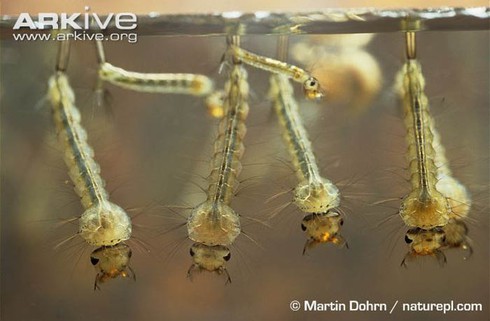 Loài muỗi khổng lồ có cú chích máu thấu xương - ảnh 10