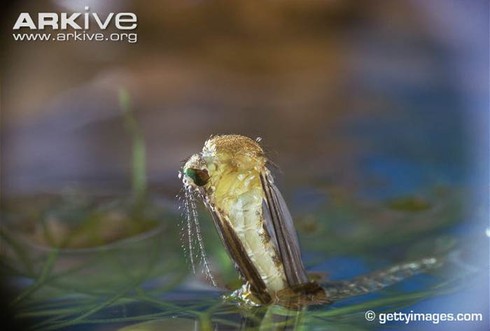 Loài muỗi khổng lồ có cú chích máu thấu xương - ảnh 11