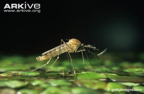 Loài muỗi khổng lồ có cú chích máu thấu xương - ảnh 12