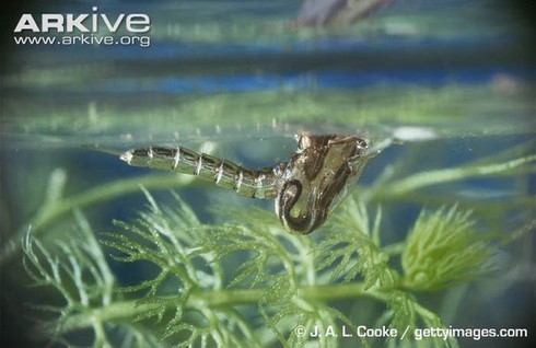 Loài muỗi khổng lồ có cú chích máu thấu xương - ảnh 2