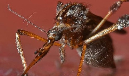 Loài muỗi khổng lồ có cú chích máu thấu xương - ảnh 4