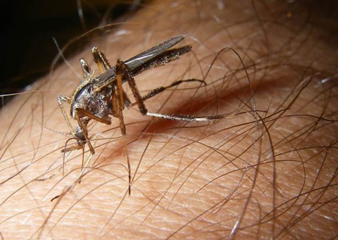 Loài muỗi khổng lồ có cú chích máu thấu xương - ảnh 5