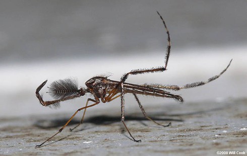 Loài muỗi khổng lồ có cú chích máu thấu xương - ảnh 8